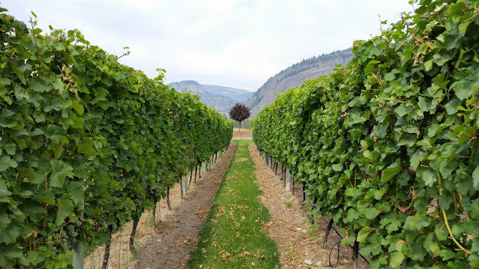 캐나다 BC주 오카나간 이니스킬린 와이너리 포도밭 바인야드 사진