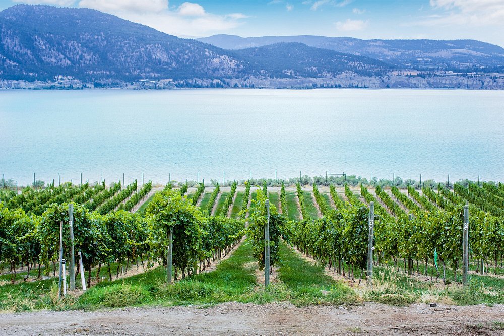 Bench 1775 Bliss icewine 2019 375ml