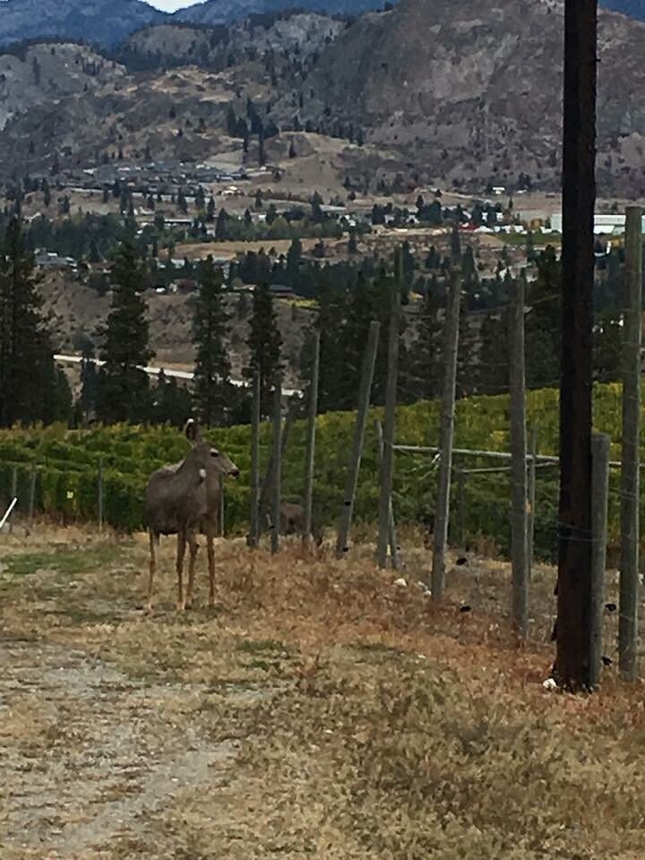 씨 야 레이터 랜치 - 비달 아이스와인 2018 (375ml)