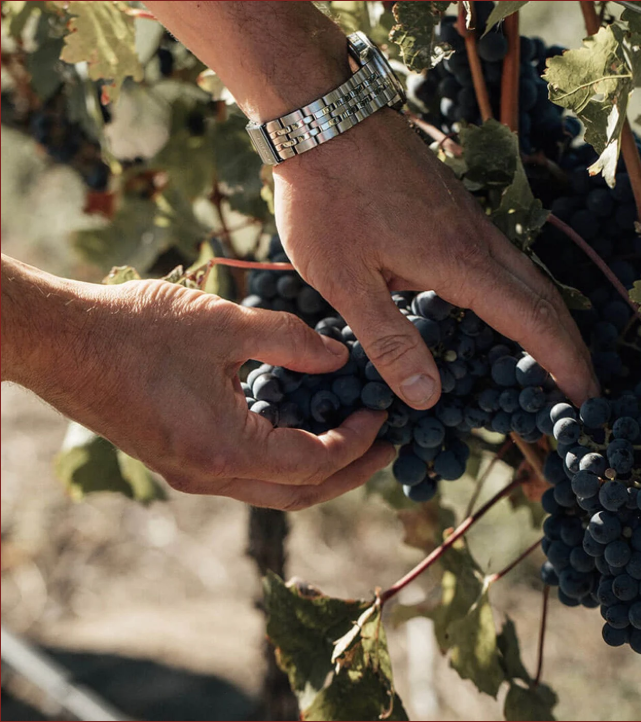 블랙세이지 와이너리 포도