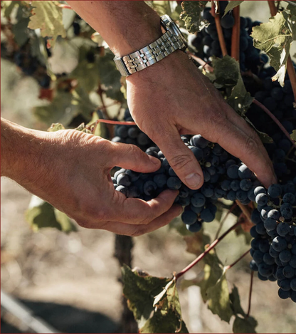 블랙세이지 와이너리 포도