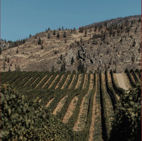 블랙세이지 와이너리 떼루아