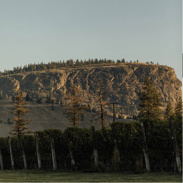 블랙세이지 와이너리 포도밭