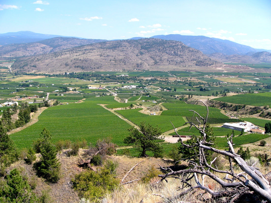 게링거 와이너리 전경