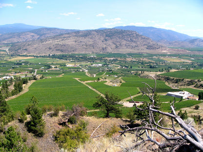 게링거 와이너리 전경