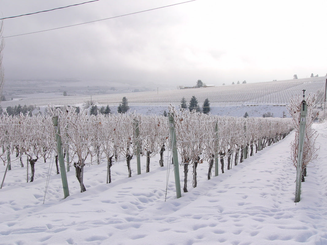 게링거 와이너리 바인야드 포도밭 눈덮인 겨울풍경