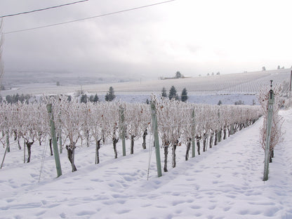 게링거 와이너리 바인야드 포도밭 눈덮인 겨울풍경