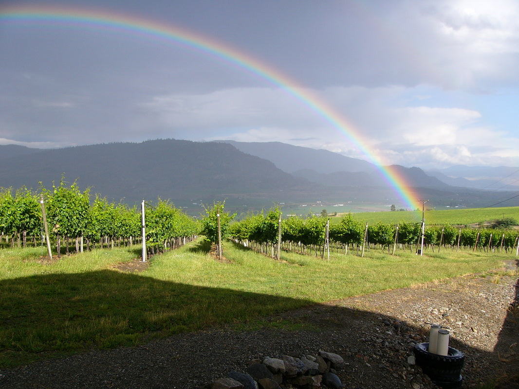 게링거 와이너리 바인야드 포도밭 레인보우