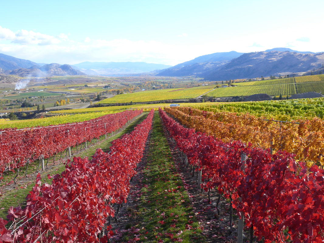 게링거 와이너리 가을 풍경