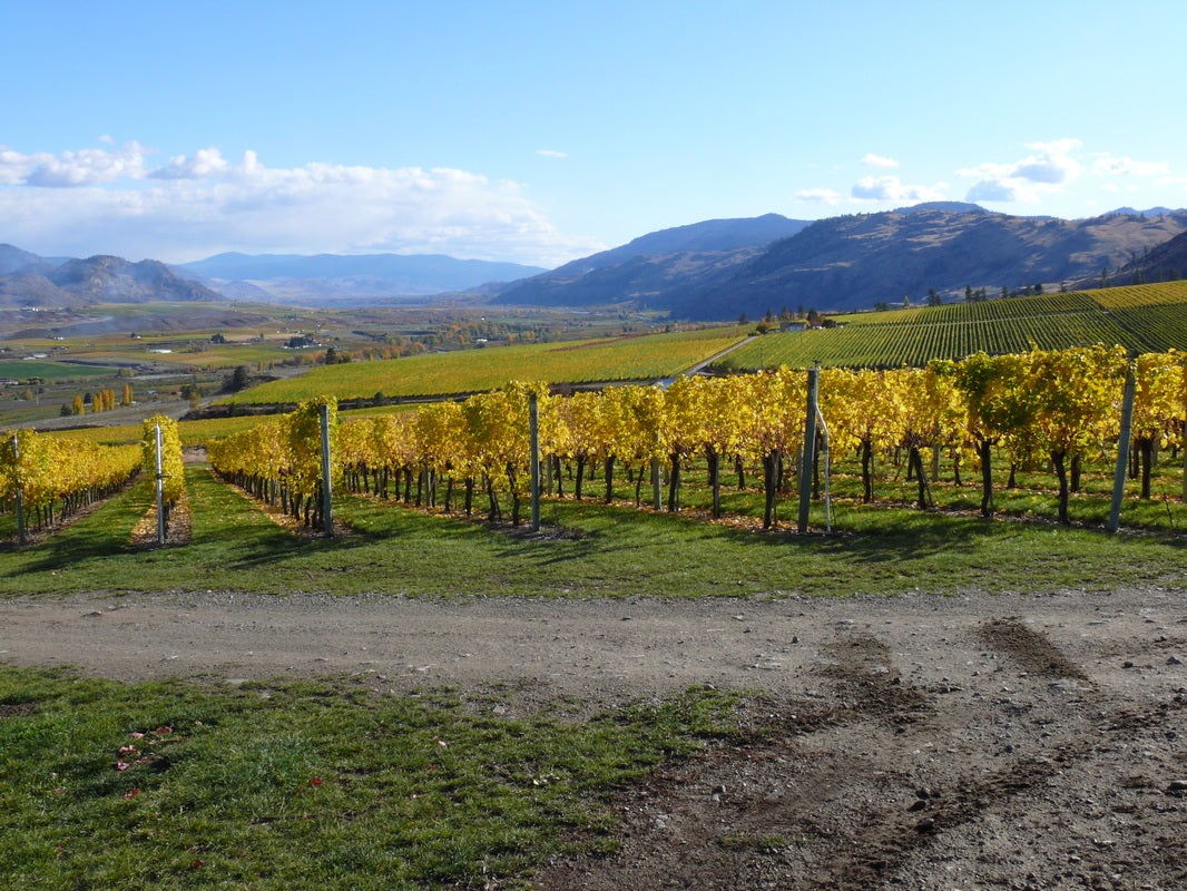 가을에 노란색으로 물든 게링거 와이너리 포도밭