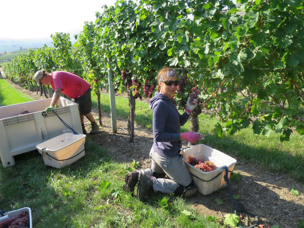 게링거 와이너리 포도 수작업 수확 사진