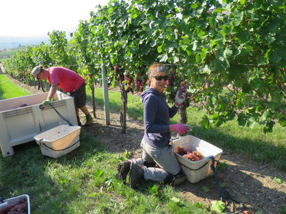 게링거 와이너리 포도 수작업 수확 사진