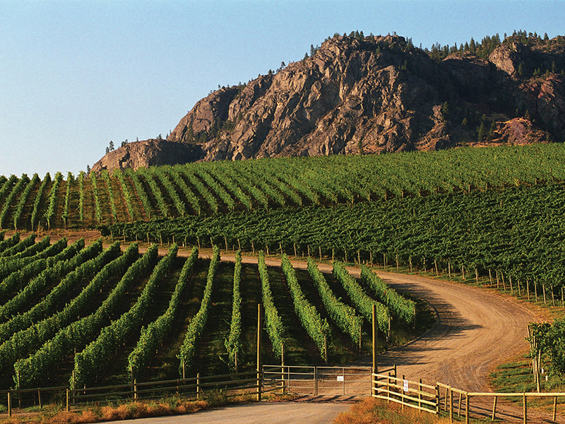 이니스킬린 오카나간 와이너리 포도밭 사진