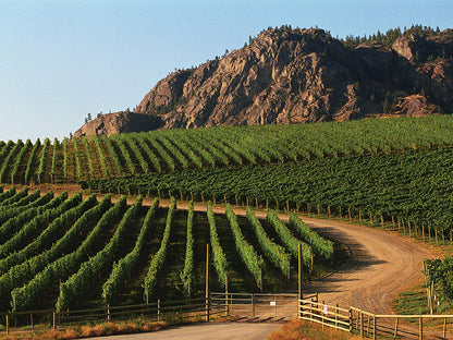 이니스킬린 오카나간 와이너리 포도밭 사진