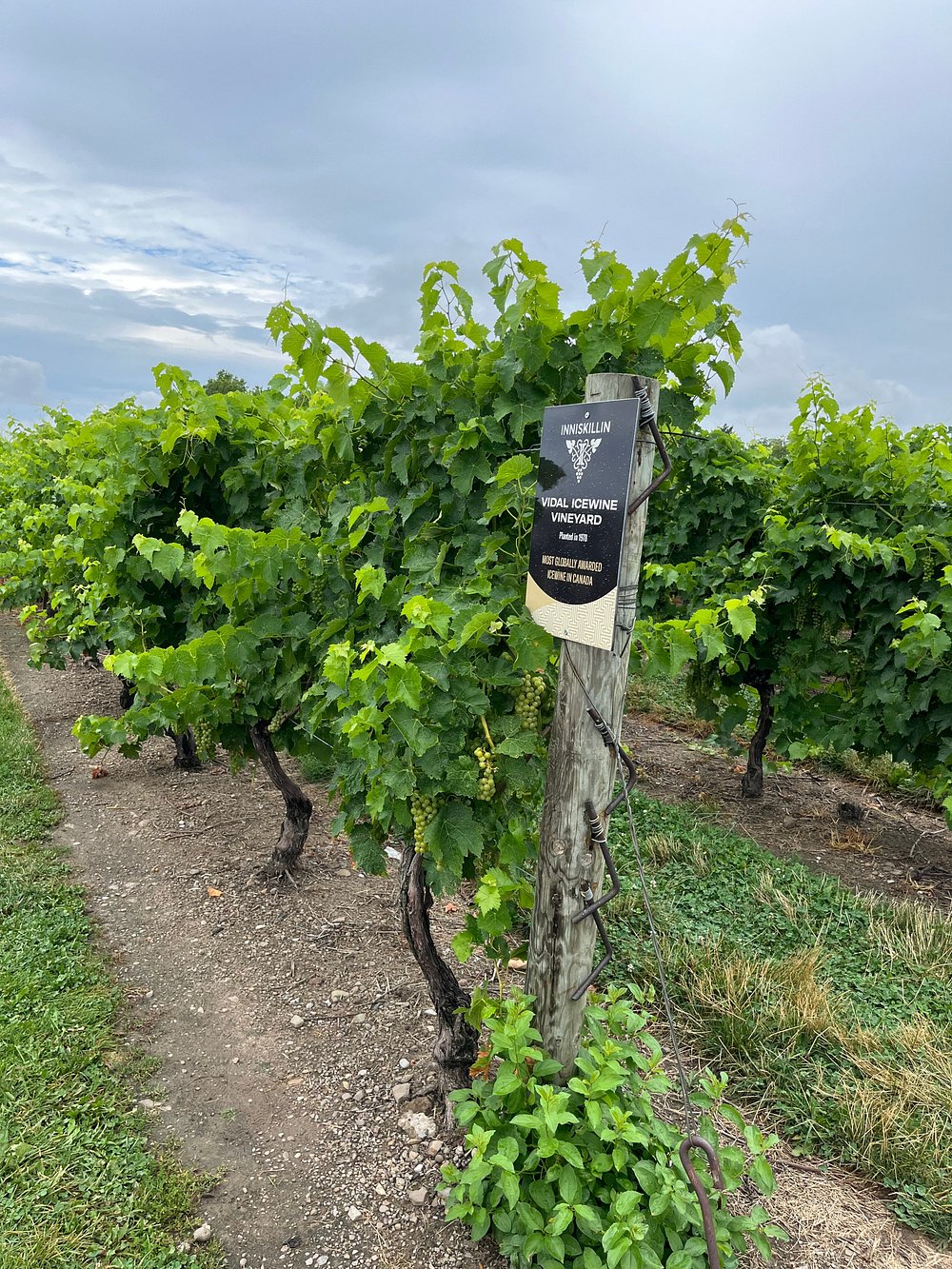이니스킬린 나이아가라 비달 포도밭 사진