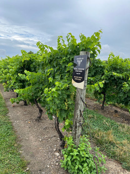 이니스킬린 나이아가라 비달 포도밭 사진