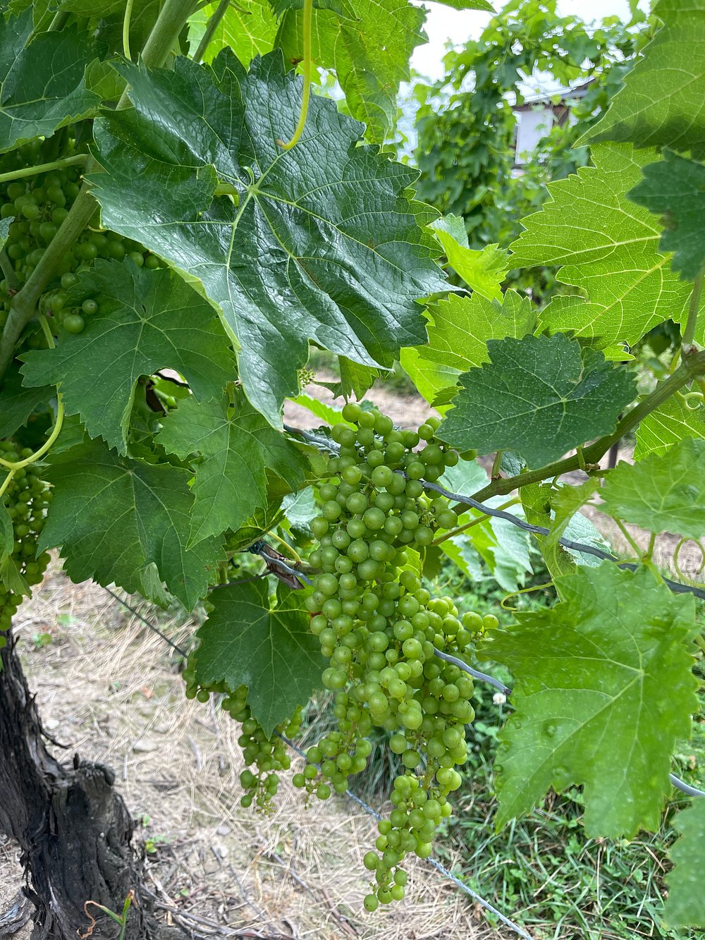 이니스킬린 나이아가라 와이너리 비달 포도 사진