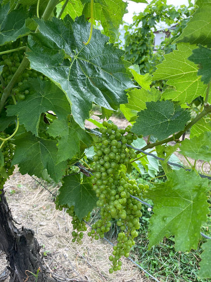 이니스킬린 나이아가라 와이너리 비달 포도 사진