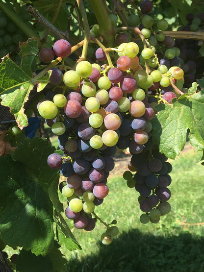 잭슨 트릭스 오카나간 와이너리 포도