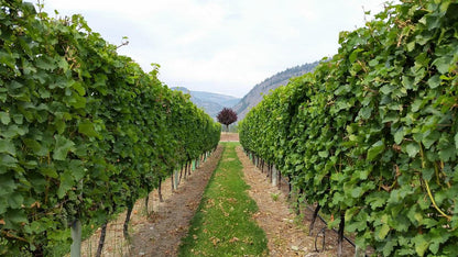 잭슨 트릭스 오카나간 와이너리 포도밭 사진