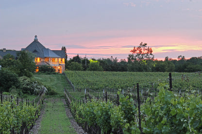 펠러 에스테이트 와이너리 노을 및 포도밭