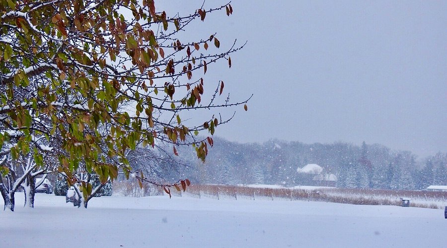 펠러 에스테이트 와이너리 겨울풍경