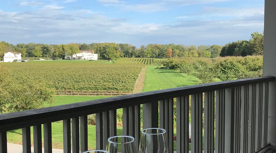 펠러 에스테이트 와이너리 포도밭 풍경