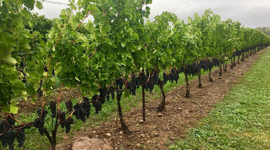 펠러 에스테이트 와이너리 포도팥 사진