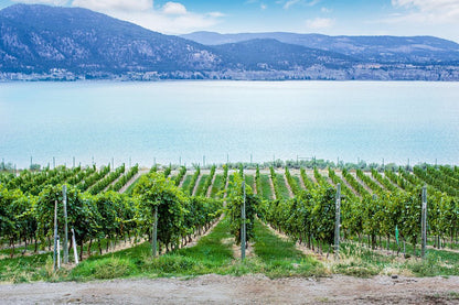 휘슬러 비달 VQA 아이스와인 2019 (200 ml)