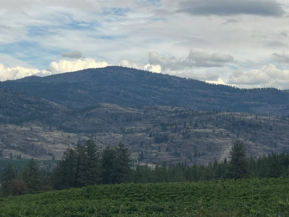 씨 야 레이터 랜치 - 비달 아이스와인 2018 (375ml)