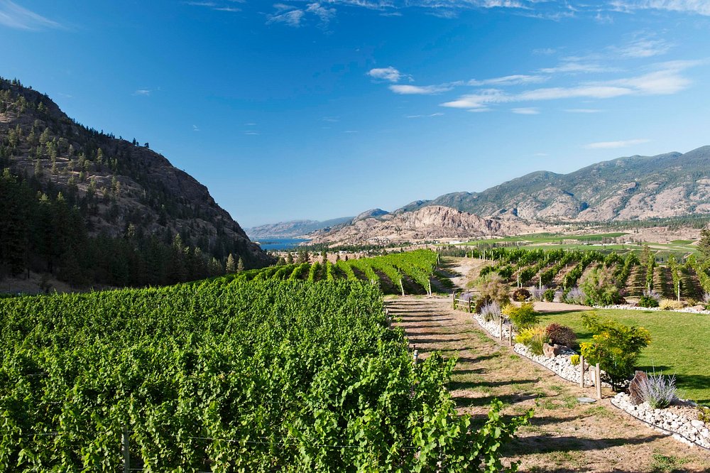 씨 야 레이터 랜치 - 비달 아이스와인 2018 (375ml)