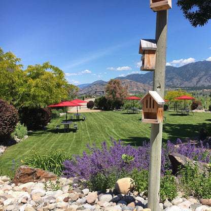 씨 야 레이터 랜치 - 비달 아이스와인 2018 (375ml)