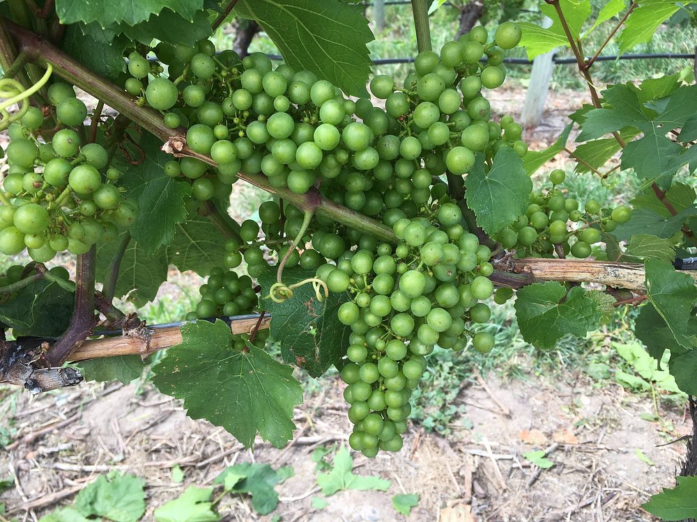 씨 야 레이터 랜치 - 비달 아이스와인 2018 (375ml)