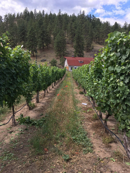 씨 야 레이터 랜치 - 비달 아이스와인 2018 (375ml)