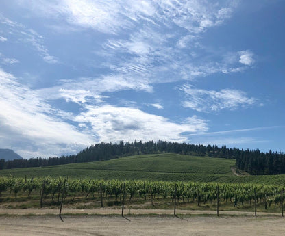 씨 야 레이터 랜치 - 비달 아이스와인 2018 (375ml)