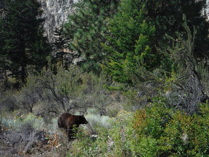 씨 야 레이터 랜치 - 비달 아이스와인 2018 (375ml)