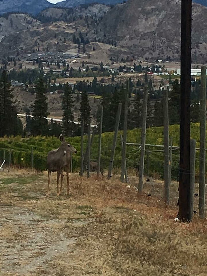 씨 야 레이터 랜치 - 비달 아이스와인 2018 (375ml)